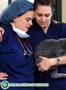 cat cancer