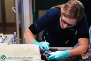 pet dental care being performed on dog