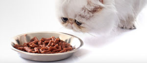 cat eating food