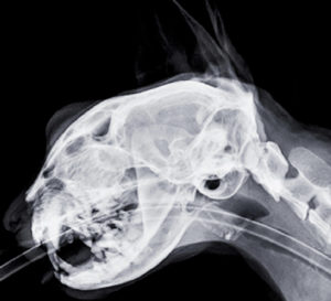 Cat Ultrasound, MRI, XRAY and Radiology | Animal Clinic of ...