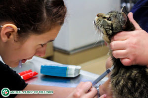 Cat Blood and Lab Tests Animal Clinic of Billings