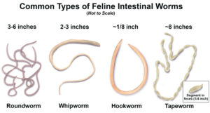 heartworm flea and tick