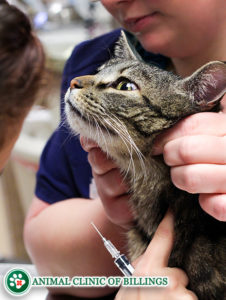 cat shots from a veterinarian