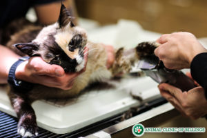 cat surgery feline anestesia