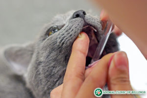 cat cancer