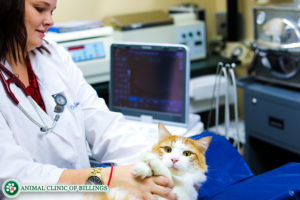 cat ultrasound