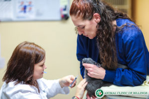 veterinarian giving a cat a shot