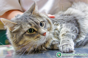 cat cancer
