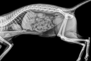 how much does dog xrays cost