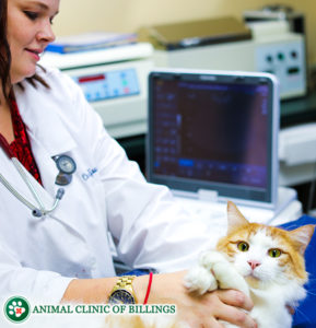 cat ultrasound at the vet