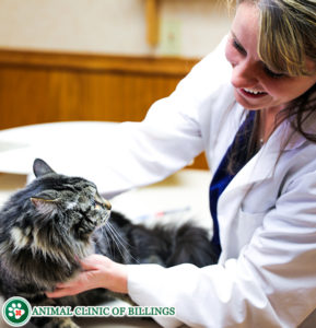 31 Top Photos Cat Cancer Symptoms Bowel : Intestinal Tumors In Dogs And Cats Bluepearl Pet Hospital