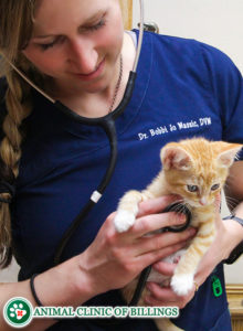 veterinarian checking a cats heart beat