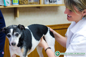 veterinarian checking dog for cancer tumors