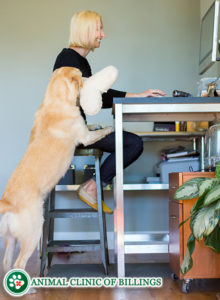 woman and her dog looking on computer