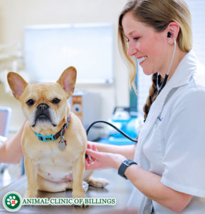 pretty veterinarian listening to a cute dog's heartbeat