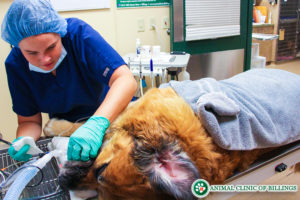 veterinarian in dental oral surgery on a dog