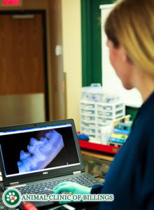 dental x-ray of dog and cat teeth