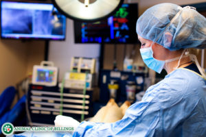Spay and Neuter