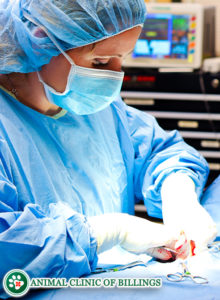 veterinarian