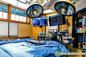 dog surgery