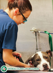 veterinarian washing and grooming a pet dog