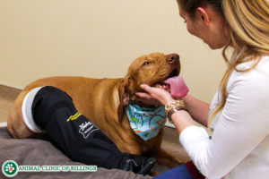 degenerative joint disease in dogs