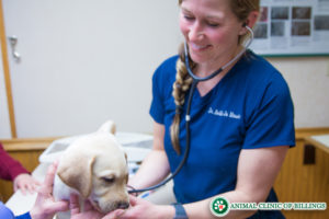 veterinarian in puppy exam