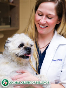 happy dog at veterinary clinic