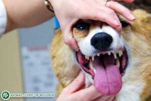 dog getting it's teeth checked