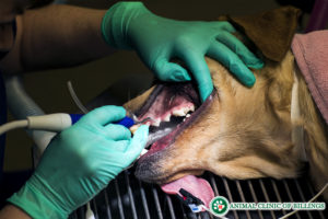 pet dental care
