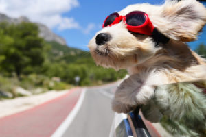 dog hanging out of a car wearing goggles