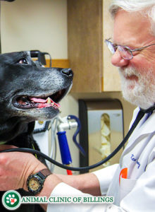 senior dog happy to see veterinarian. Senior pet care is essential!