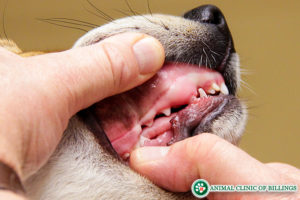 Pet dental care (checking health of dog teeth)