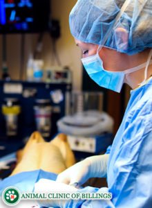 veterinarian neutering a dog