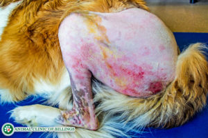 dog rashes and skin irritation