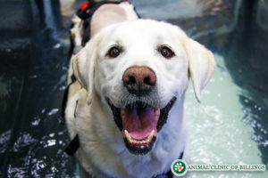 dog on water treadmill