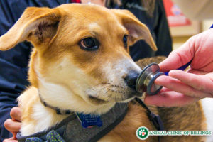 dog stethoscope