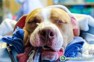 dog under anesthesia during surgery