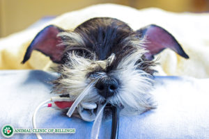 dog during surgery