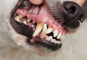 bad dog teeth