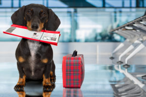 dog traveling on airplane