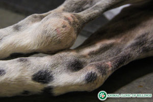 degenerative joint disease in dogs