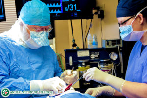 dog surgery
