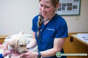 24 Hour Emergency Pet Care | Animal Clinic of Billings