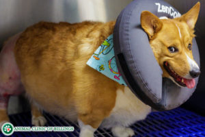 pets obesity