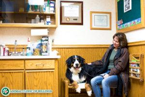 fear free vet visits environment at Billings Animal Clinic