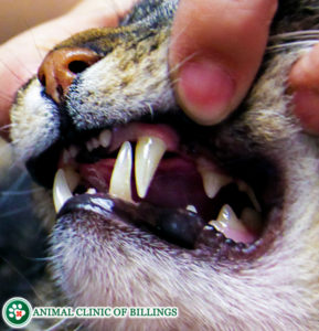 feline dental cleaning
