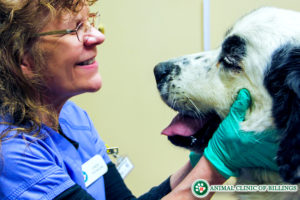 friendly veterinarian with dog