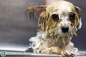 funny dog taking bath