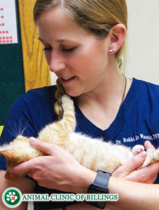 veterinarian holding kitten at cat clinic